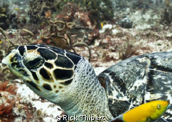 TURTLE KEEPING AN EYE.... by Rick Thibert 